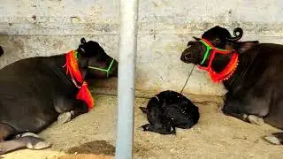 Buffalo for sale | Murrah bhains bazar bhind mp | मध्यप्रदेश का सबसे पुराना पशु मेला #hindpashumandi