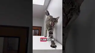 GMICH ~ Thyme will probably win. #catstretch #catterydad  #cathistory #cathumor #youtubecats