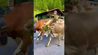 Cow festival in Switzerland 🐄 🇨🇭 #cow #festival #switzerland