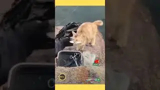 NATURE VIBRATOR 😹😹 #shorts #catvideos #cutecat #neko #meow #zoopedia #kat #m&egrave;o #고양이 #猫 #बिल्ली #قط