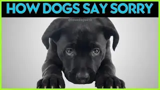 Как собаки извиняются! (Возможно, это вас удивит)