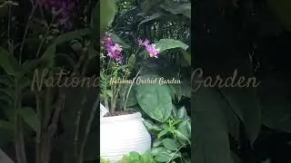 National Orchid Garden, Singapore