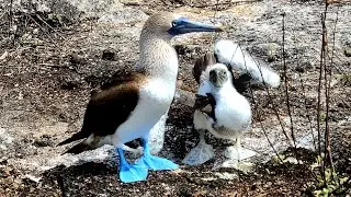 Bluefooted boobies ❤️