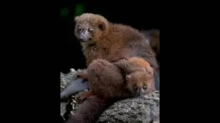 Chester Zoo celebrates birth of first red-bellied lemur
