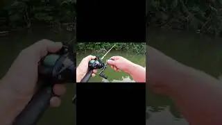 Tiny Bluegill Busts topwater Ozark Trail propbait lol!!  #cheaplure #ozarktraillure #bluegillfishing