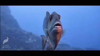 Diving in Lanzarote, the dream waiting for you
