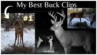 My 12 Most Memorable Whitetail Buck Trail Cam Captures