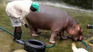 Bubbles & the Garden Snake.mp4