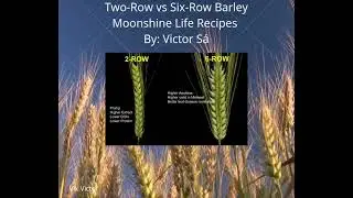 Two-Row vs Six-Row Barley