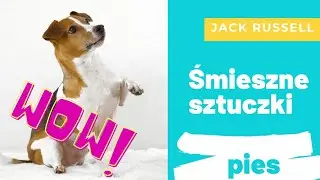 Dorosły Jack Russell Terrier - sztuczki, śmkeszne tricki, zabawa z psem