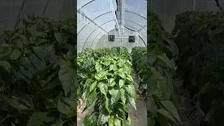 Hydroponic Peppers | Greenhouse | 14 weeks from seed