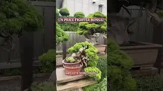 Ultimate Bonsai From Indonesia #shortviral #viralvideo #viralshorts #plants #bonsai