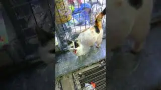 This Stray Cat is Absolutely Adorable ❤️🌸 #cat #straycat
