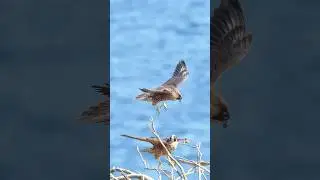 Roof Top Brawls & Tree Hops: Juvenile Falcons at Play #birdofprey #peregrinefalcon #kidsatplay