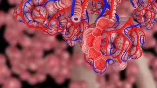 HZI (Helmholtz Institut f&uuml;r Infektionsforschung) Animation 2D und 3D, Staphylococcus aureus