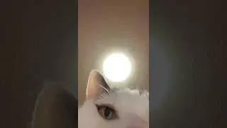 The camera attack of a cat in Kanagawa, Japan
