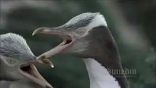 Yellow Eyed Penguin