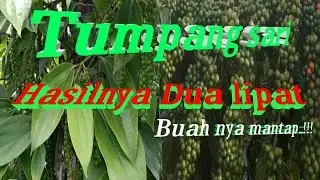 Tumpang sari Kopi n lada,hasilnya dua kali lipat..!!!
