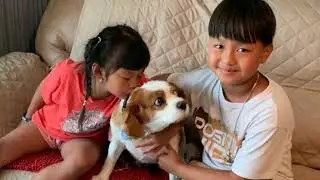 Bruno's 8th Gotcha Day - 2025  - A Year in the Life of Bruno