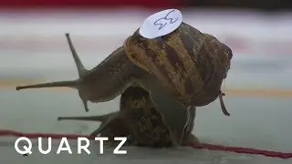 The 2017 World Snail Racing Championships