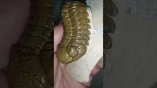 phacops Morocco