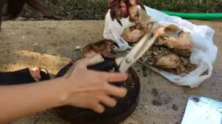 Catch, Clean and Cook Rock Crabs