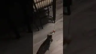 How to training your Bengal cat to walk beside you