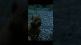 Man vs. Dog - A Savage River Chase! 🌊🐕 | No Country For Old Men (2007)