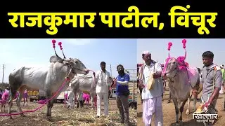 राजकुमार पाटील, विंचूर यांचा चडचण यात्रेतील जातिवंत वळू | Khillar Maharashtrachi Shaan 2025