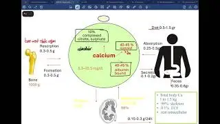Lecture 9 & 10 - Hypercalcemia & Hypocalcemia - Dr. Sufian