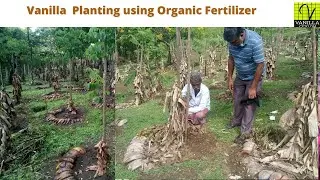 Sri Lanka Vanilla Farmers Planting using Organic Fertilizers