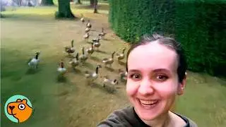 Family of Wild Geese Settle In Lady’s Garden, Now There’s 33 Birds! | Cuddle Buddies