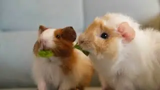 Guinea Pig Purring Sound Effect