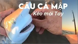 White Cap Beach Texas , 🦈 Sharks caught