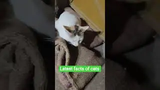 #latest facts of cats in 2026 #billi palne se depression kam hoti hai 🥰🥰#love the shorts and help