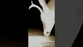 Amazing Close-up of Deer Eating Corns 🦌