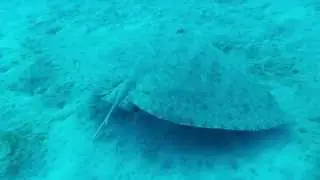Spiny butterfly ray in Tenerife