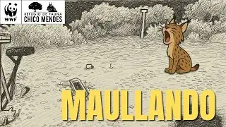 🐾 Vemos al LINCE IBÉRICO maullar desde dos ángulos. 31 de octubre de 2025 | Territorio Lince