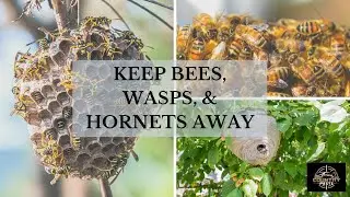 Keep Bees Wasps & Hornets Away. Easy Hack! Works For Camping, Picnics & Parties