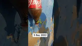 3 December 2022 Tomatoes Plant Growth in Pot