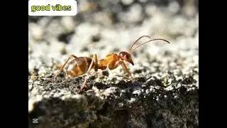 Amazing Harmony in the World of Ants | Unbelievable Scenes 🐜. #Wildlife#NatureReels#MacroWorld