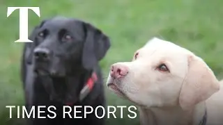 Olive and Mabel: One man and his dogs | Times Reports