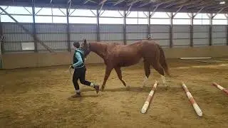 SB Virtual Horse Show Western Video Submission - In Hand Trail Adult