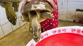 Aquarium Cleaning Expert Washing Fish Tank in 8 Minutes (Relaxing Tortoise Underwater) #aquarium