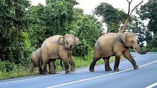 Incredible Elephant Crossings on National Highway | Different Times of Day