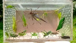 hunt beautiful insects,giant grasshopper,leafhopper,locust and cricket