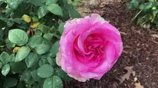 Rose Garden Tour (5/25) Randy Scott/Sunny Sunday&rsquo;s/Louise Estes/Signature/Claire Elyse and more!