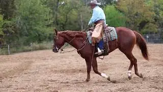 Lot #37 