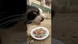 Feeding Stray Cats #shorts