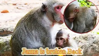 Janna is Injured on the Back Seriously a long times go - Long Tail Monkey